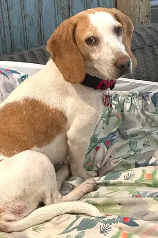 Peaches IV
