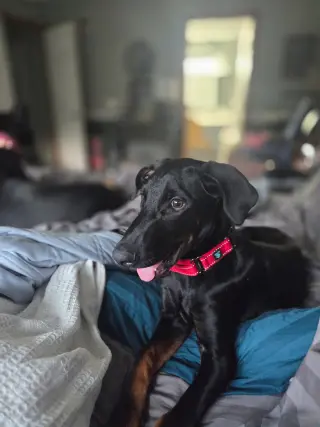 Dash