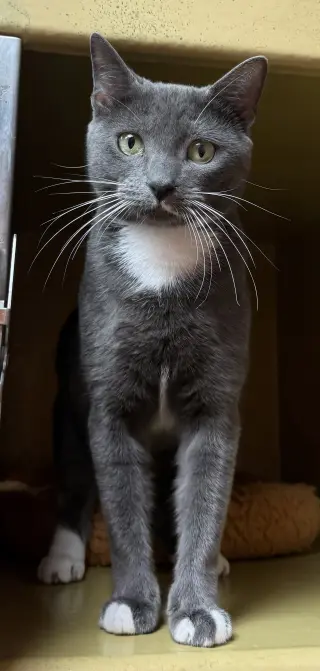 Oaklie