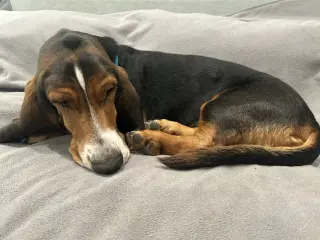 Duke (W. Sacramento)