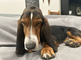 Duke (W. Sacramento)