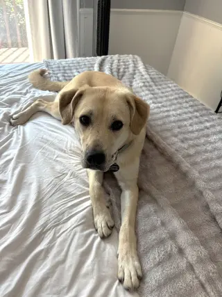 Daphne