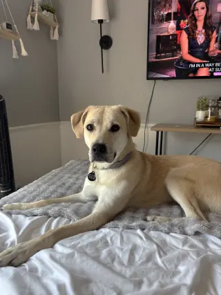 Daphne