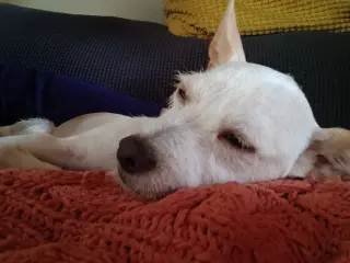 Reese