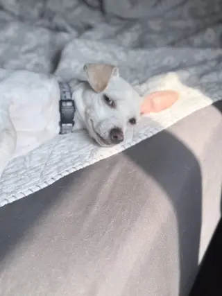 Malcolm