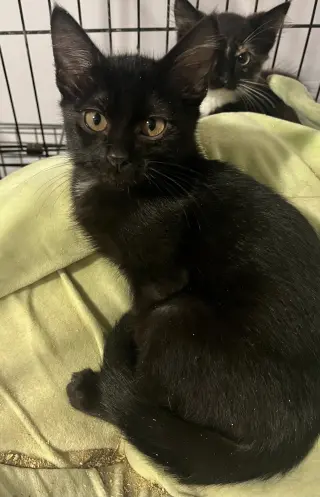 Little Man