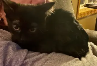 Little Man