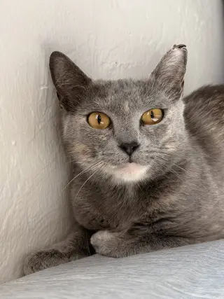 Circe