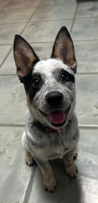 Sheila