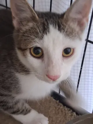 Charlie the Handsome Tabby