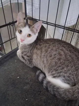 Charlie the Handsome Tabby