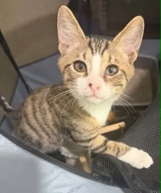Oliver