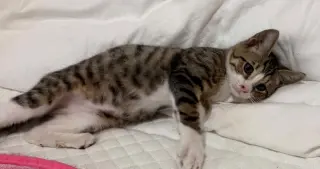 Oliver