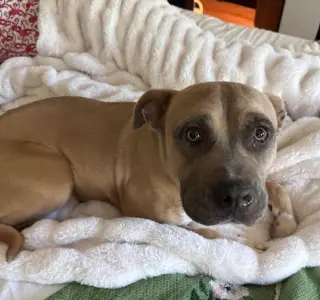Phoebe