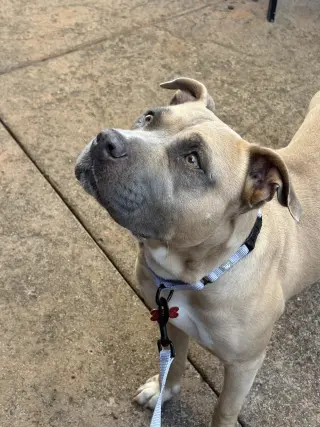 Phoebe