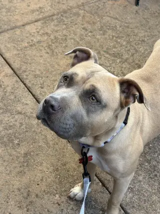Phoebe