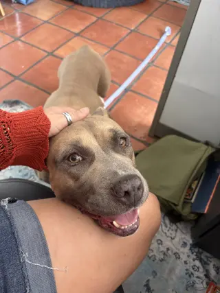 Phoebe