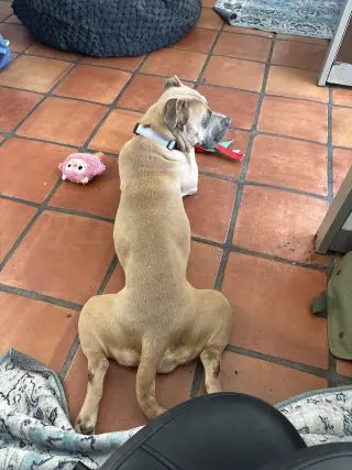 Phoebe