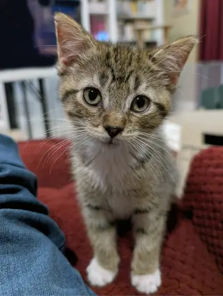 Daisy Skye (bonded w/ Lily Pad)