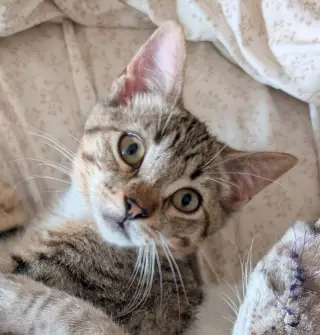 Daisy Skye (bonded w/ Lily Pad)