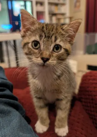 Daisy Skye (bonded w/ Lily Pad)