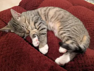 Daisy Skye (bonded w/ Lily Pad)