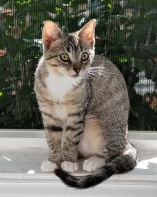 Daisy Skye (bonded w/ Lily Pad)