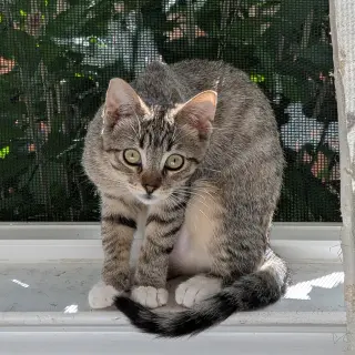 Daisy Skye (bonded w/ Lily Pad)