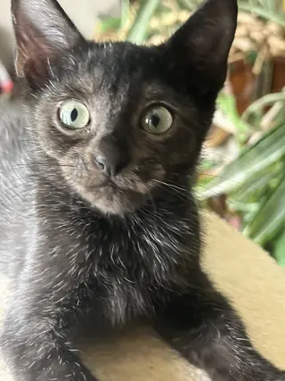 Kiwi Nagle