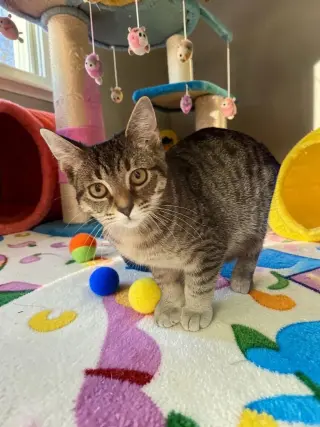 Arabella