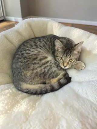 Arabella