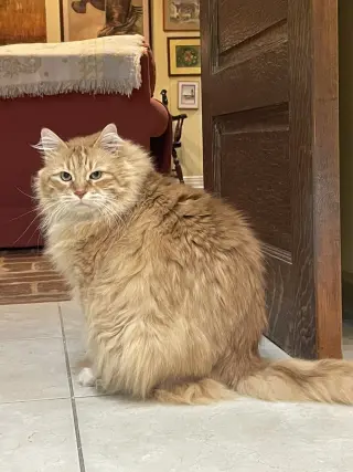 Purr
