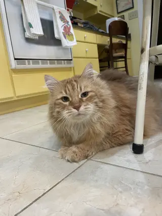 Purr