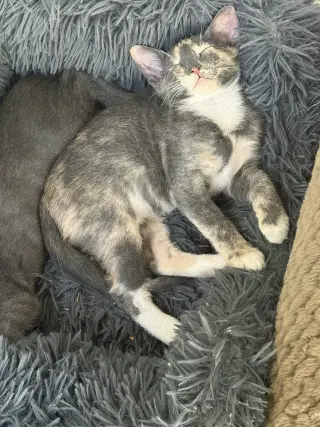 Babycakes