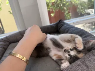 Sweetiepie bonded w/ Honeybun