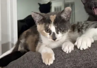 Sweetiepie bonded w/ Honeybun