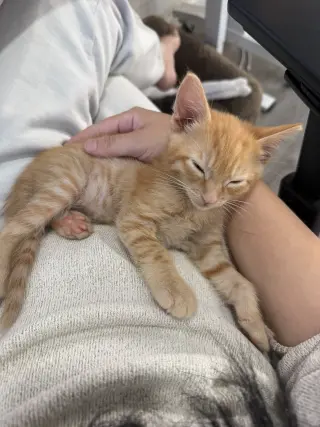 Honeybun bonded w/Sweetiepie