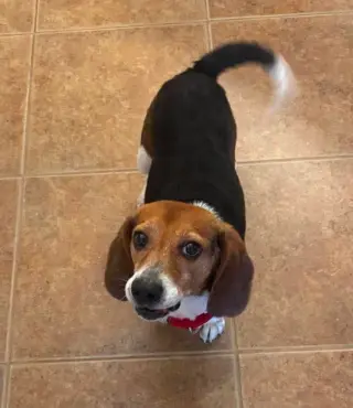 Chip V