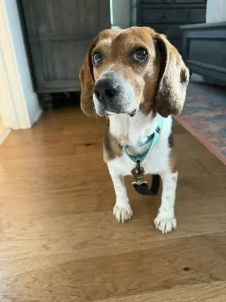 Chip V