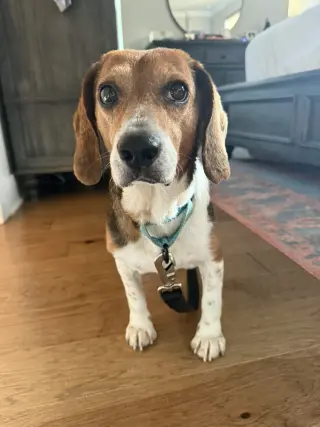 Chip V
