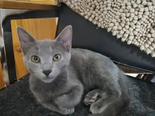 Ryder