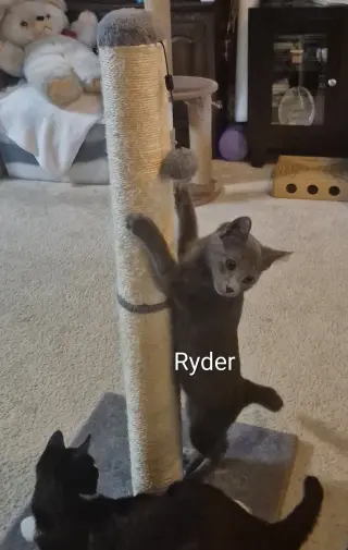 Ryder