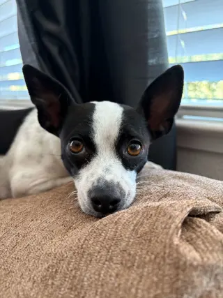 Audrey