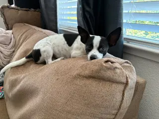 Audrey