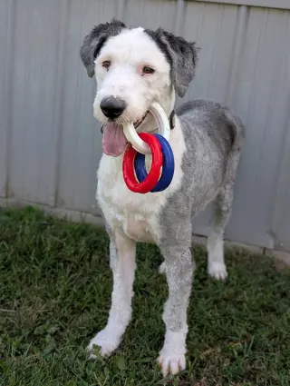 Maxwell