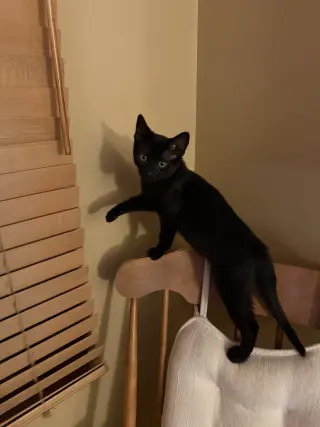 Gus