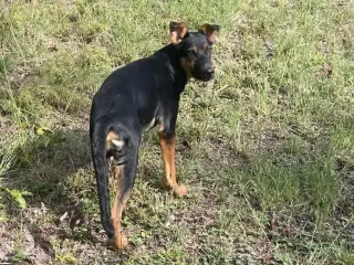 Lucas