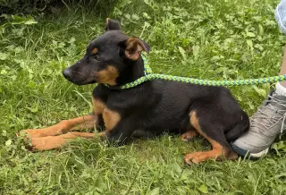 Lucas