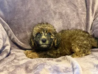 Nala - In Foster in Rocky Mount, NC