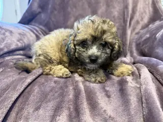 Winston - In Foster in Rocky Mount, NC